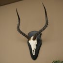 Trofeo de cráneo de antílope impala (Aepyceros) Altura del trofeo: 57,5 cm Placa del trofeo: 88.4.68