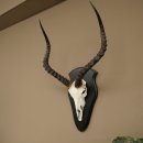 Trofeo de cráneo de antílope impala (Aepyceros) Altura del trofeo: 57,5 cm Placa del trofeo: 88.4.68