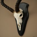 Trofeo de cráneo de antílope impala (Aepyceros) Altura del trofeo: 57,5 cm Placa del trofeo: 88.4.68