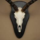 Trofeo de cráneo de antílope impala (Aepyceros) Altura del trofeo: 57,5 cm Placa del trofeo: 88.4.68