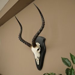 Trofeo de cráneo de antílope impala (Aepyceros) Altura del trofeo: 57,5 cm Placa del trofeo: 88.4.68
