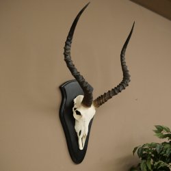 Trofeo de cráneo de antílope impala (Aepyceros) Altura del trofeo: 57,5 cm Placa del trofeo: 88.4.68