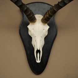 Trofeo de cráneo de antílope impala (Aepyceros) Altura del trofeo: 57,5 cm Placa del trofeo: 88.4.68