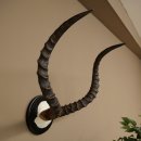 Impala Antilope (Aepyceros) Schädeltrophäe...