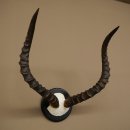 Impala-antilope (Aepyceros) schedeltrofee Trofee HL 57,5 cm Trofeeschild 88.4.68