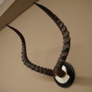Impala-antilope (Aepyceros) schedeltrofee Trofee HL 57,5 cm Trofeeschild 88.4.68