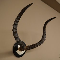 Impala-antilope (Aepyceros) schedeltrofee Trofee HL 57,5 cm Trofeeschild 88.4.68