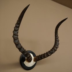 Impala-antilope (Aepyceros) schedeltrofee Trofee HL 57,5 cm Trofeeschild 88.4.68