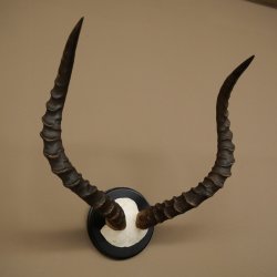 Impala-antilope (Aepyceros) schedeltrofee Trofee HL 57,5 cm Trofeeschild 88.4.68