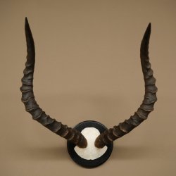 Impala-antilope (Aepyceros) schedeltrofee Trofee HL 57,5 cm Trofeeschild 88.4.68