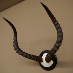 Impala-antilope (Aepyceros) schedeltrofee Trofee HL 57,5 cm Trofeeschild 88.4.68