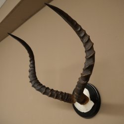 Impala-antilope (Aepyceros) schedeltrofee Trofee HL 57,5 cm Trofeeschild 88.4.68