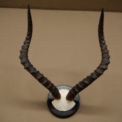 Impala-antilope (Aepyceros) schedeltrofee Trofee HL 57,5 cm Trofeeschild 88.4.68