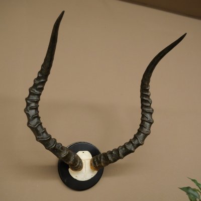 Trofeo de cráneo de antílope impala (Aepyceros) Altura del trofeo: 57,5 cm Placa del trofeo: 88.4.68