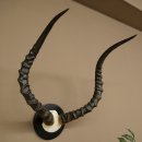 Trofeo de cráneo de antílope impala (Aepyceros) Altura del trofeo: 57,5 cm Placa del trofeo: 88.4.68