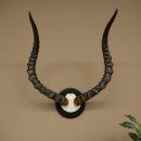 Trofeo de cráneo de antílope impala (Aepyceros) Altura del trofeo: 57,5 cm Placa del trofeo: 88.4.68