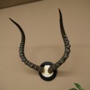 Trofeo de cráneo de antílope impala (Aepyceros) Altura del trofeo: 57,5 cm Placa del trofeo: 88.4.68