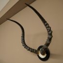 Trofeo de cráneo de antílope impala (Aepyceros) Altura del trofeo: 57,5 cm Placa del trofeo: 88.4.68