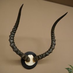 Trofeo de cráneo de antílope impala (Aepyceros) Altura del trofeo: 57,5 cm Placa del trofeo: 88.4.68