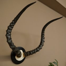 Trofeo de cráneo de antílope impala (Aepyceros) Altura del trofeo: 57,5 cm Placa del trofeo: 88.4.68