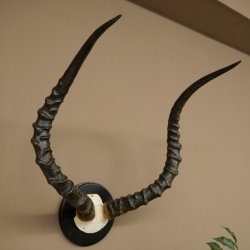 Trofeo de cráneo de antílope impala (Aepyceros) Altura del trofeo: 57,5 cm Placa del trofeo: 88.4.68