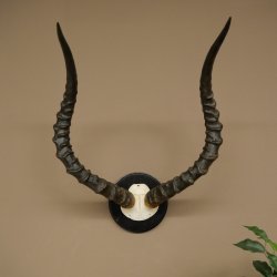 Trofeo de cráneo de antílope impala (Aepyceros) Altura del trofeo: 57,5 cm Placa del trofeo: 88.4.68