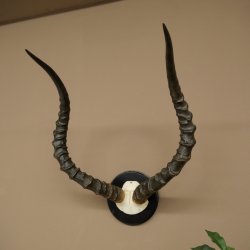 Trofeo de cráneo de antílope impala (Aepyceros) Altura del trofeo: 57,5 cm Placa del trofeo: 88.4.68