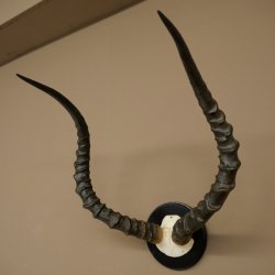 Trofeo de cráneo de antílope impala (Aepyceros) Altura del trofeo: 57,5 cm Placa del trofeo: 88.4.68