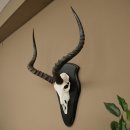 Trofeo de cráneo de antílope impala...