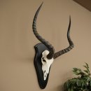 Trofeo de cráneo de antílope impala...