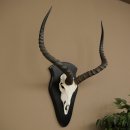 Impala (Aepyceros) Skull Trophy, Trophy Height 57.5 cm, Trophy Plate 88.4.68