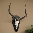 Impala (Aepyceros) Skull Trophy, Trophy Height 57.5 cm, Trophy Plate 88.4.68