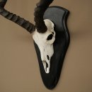 Impala (Aepyceros) Skull Trophy, Trophy Height 57.5 cm, Trophy Plate 88.4.68