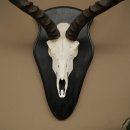 Impala (Aepyceros) Skull Trophy, Trophy Height 57.5 cm, Trophy Plate 88.4.68