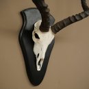 Impala (Aepyceros) Skull Trophy, Trophy Height 57.5 cm, Trophy Plate 88.4.68