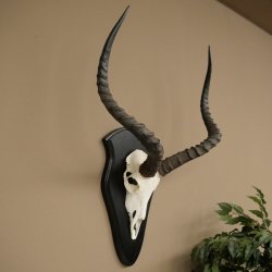 Impala (Aepyceros) Skull Trophy, Trophy Height 57.5 cm, Trophy Plate 88.4.68