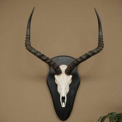 Impala (Aepyceros) Skull Trophy, Trophy Height 57.5 cm, Trophy Plate 88.4.68