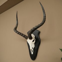 Impala (Aepyceros) Skull Trophy, Trophy Height 57.5 cm, Trophy Plate 88.4.68