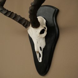 Impala (Aepyceros) Skull Trophy, Trophy Height 57.5 cm, Trophy Plate 88.4.68