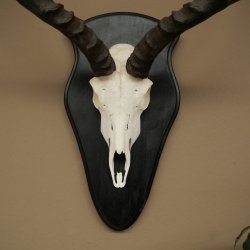 Impala (Aepyceros) Skull Trophy, Trophy Height 57.5 cm, Trophy Plate 88.4.68