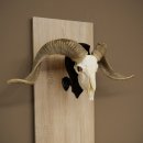 Pecora, Ariete, gregge, corna ricurve, HL 66 cm, trofeo cranico su base, trofeo cranico