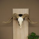 Pecora, Ariete, gregge, corna ricurve, HL 66 cm, trofeo cranico su base, trofeo cranico