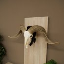 Pecora, Ariete, gregge, corna ricurve, HL 66 cm, trofeo cranico su base, trofeo cranico