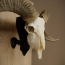 Pecora, Ariete, gregge, corna ricurve, HL 66 cm, trofeo cranico su base, trofeo cranico