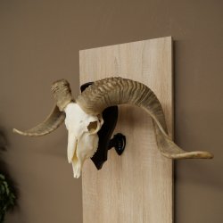 Pecora, Ariete, gregge, corna ricurve, HL 66 cm, trofeo cranico su base, trofeo cranico