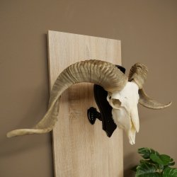 Pecora, Ariete, gregge, corna ricurve, HL 66 cm, trofeo cranico su base, trofeo cranico