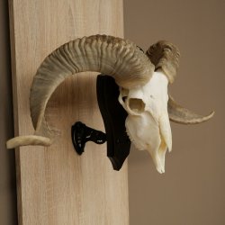 Pecora, Ariete, gregge, corna ricurve, HL 66 cm, trofeo cranico su base, trofeo cranico