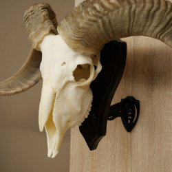 Pecora, Ariete, gregge, corna ricurve, HL 66 cm, trofeo cranico su base, trofeo cranico