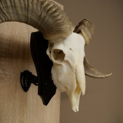 Pecora, Ariete, gregge, corna ricurve, HL 66 cm, trofeo cranico su base, trofeo cranico