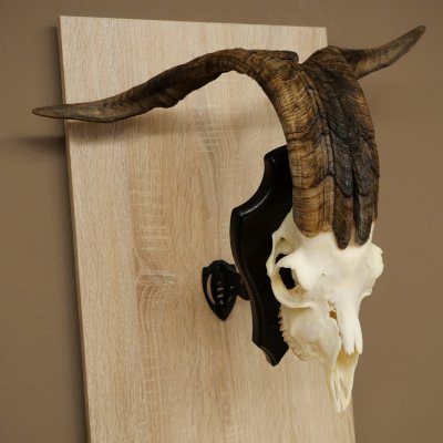 Pecora, Ariete, gregge, corna ricurve, HL 66 cm, trofeo cranico su base, trofeo cranico